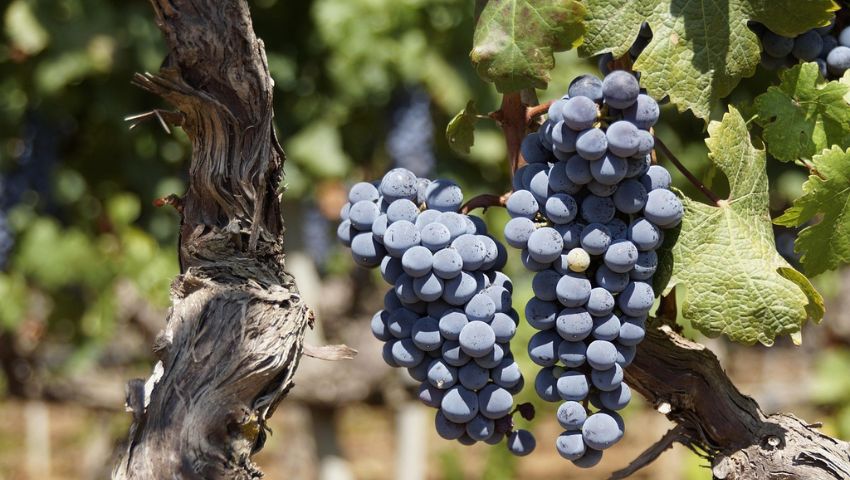 Grappoli d'uva, simbolo della vendemmia, attività adatta al turismo esperenziale.